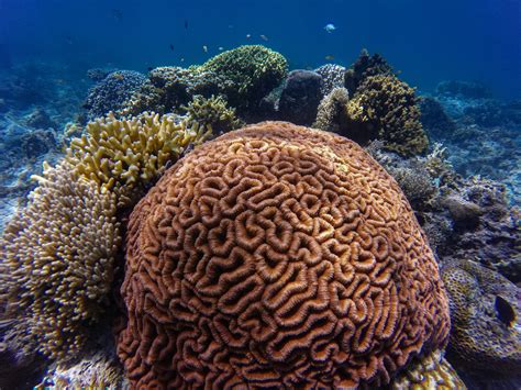 Coral Reef Underwater · Free Stock Photo