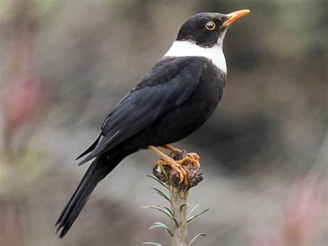 White-collared Blackbird - eBird