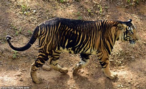 Tigres NEGROS Ultra Raros Son Capturados En Cámara En India