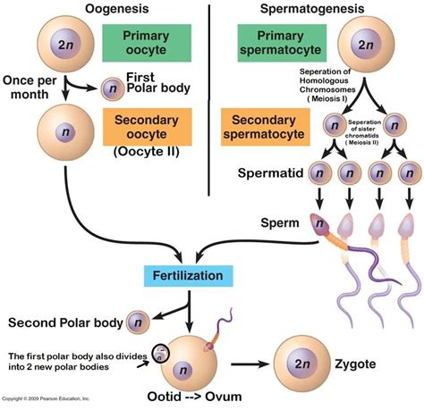 As we all know spermatogenesis and oogenesis are two processes that are initiated in the ...