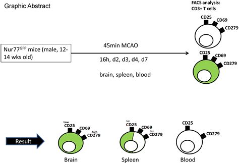 Diagram Of Antigen Receptors On Lymphocytes