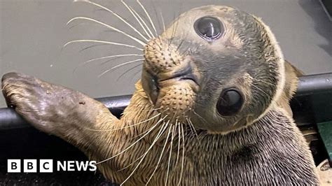 Nantwich rescue centre prepares for seal rescues