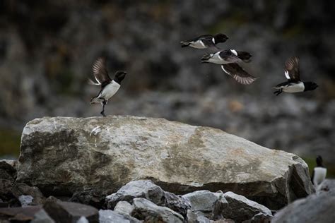 We love this Little Auk picture! Did you know that Little Auk chicks grow faster than those of ...