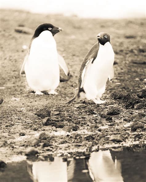 New Instagram Photo | Baby penguins in Antarctica. #antarcti… | Flickr