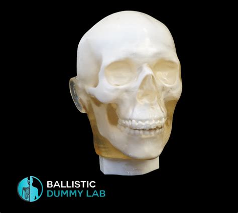 Ballistic Dummy Gel Head – Ballistic Dummy Lab