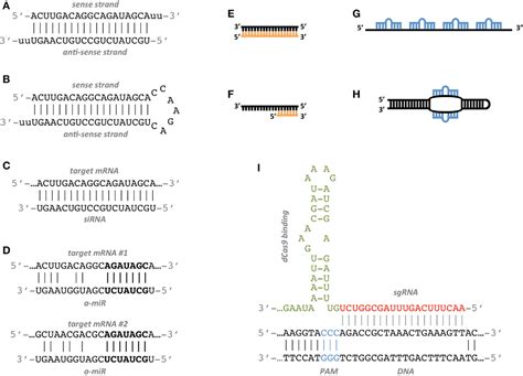 Frontiers | Synthetic RNAs for Gene Regulation: Design Principles and ...