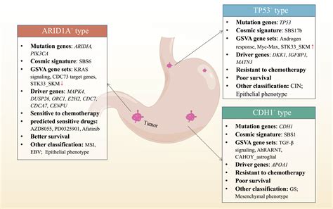 A molecular classification of gastric cancer associated with distinct ...