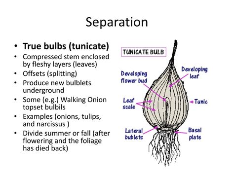 PPT - Plant Propagation by Division and Separation PowerPoint Presentation - ID:2395439