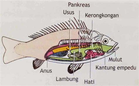 Sistem Pencernaan Ikan Mas - Homecare24