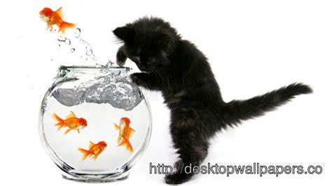 Fish Wallpaper for Cats - WallpaperSafari