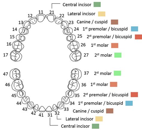 [DIAGRAM] Diagram Of Teeth By Number - MYDIAGRAM.ONLINE