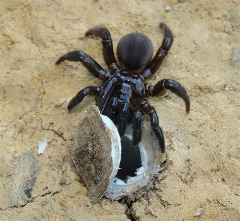 trapdoor spider from central africa | Spider, Funnel web spider, Arachnids