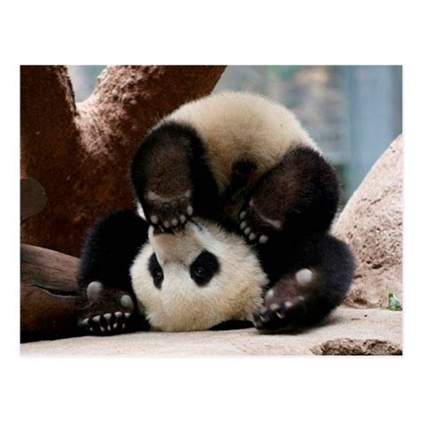 Baby pandas playing - baby panda cute panda postcard | Zazzle.com