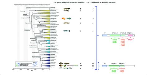 | Phylogenetic tree of fish showing the different orders in which GnIH ...