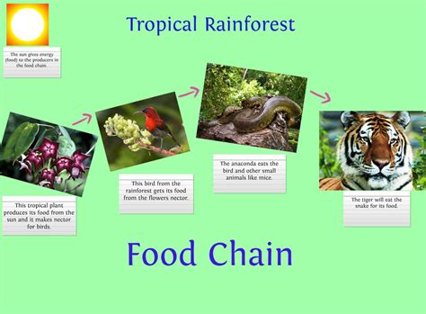 Rainforest Ecosystem Food Chain