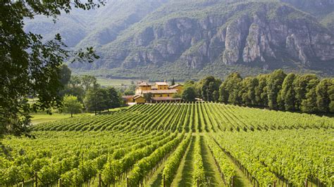 Style Guide: The World's Best Places for Growing Chardonnay | VinePair