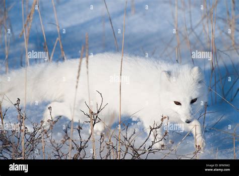 Arctic Fox hunting on the snow Stock Photo - Alamy