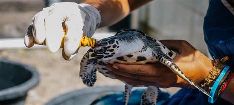 Hikkaduwa Turtle Hatchery In Sri Lanka