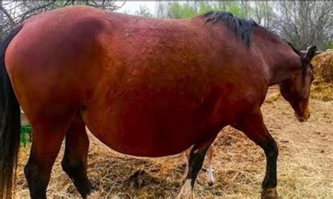 Did a Vet Call Police After a Horse 'Refused' to Give Birth? | Snopes.com