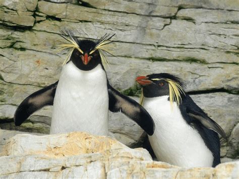 Rockhopper Penguin Facts | CRITTERFACTS