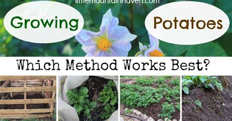 Growing Potatoes Methods | Hometalk