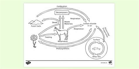 Carbon Cycle Colouring Sheet | Colouring Sheets - Twinkl