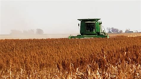 Sorghum Harvest Aids - Sorghum Partners | Agronomy