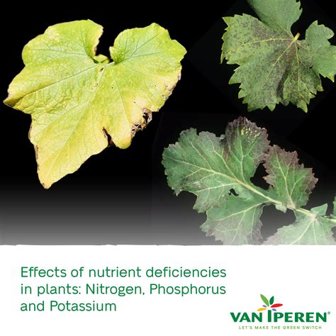 VII EN Nutrient deficiency in plants Nitrogen Phosphate Potassium 400px ...