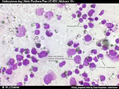 Motic Europe | Blog: Cutaneous Histiocytoma dog