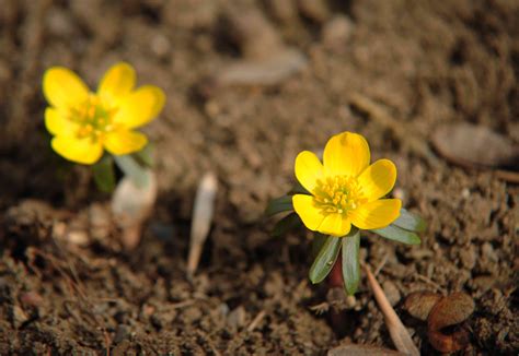 Winter Aconite Plants: Care and Growing Guide