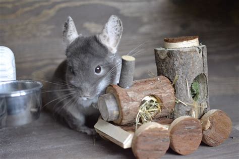 1000+ images about Chinchilla - toys on Pinterest