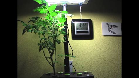 Aerogarden Hydroponic Tomatoes Timelapse - GoPlanter