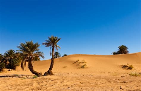 Premium Photo | Palm in the desert oasis morocco