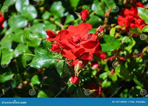 Sun Shining Flowers Stock Photos - Download 3,866 Royalty Free Photos