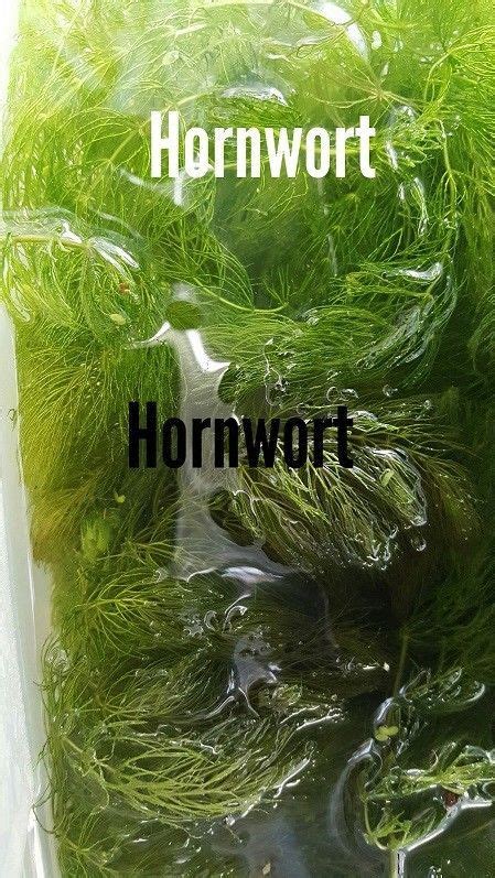 hornwort pond plant one pound | Freshwater aquarium plants, Aquatic plants, Fish tank plants