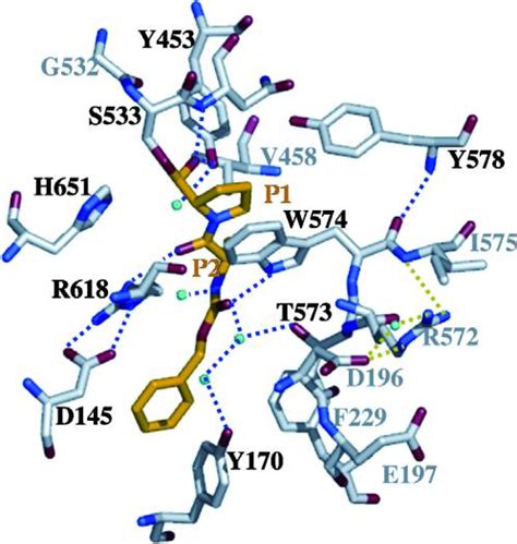 Gluten - Proteopedia, life in 3D