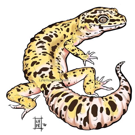 Leopard Gecko Drawings