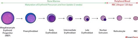 Normal Erythropoiesis | LearnHaem | Haematology Made Simple