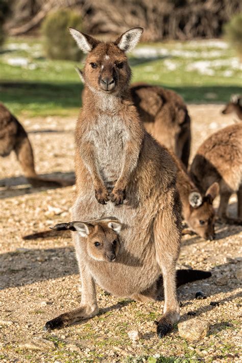 Australia's Kangaroo Island gets a slick new airport