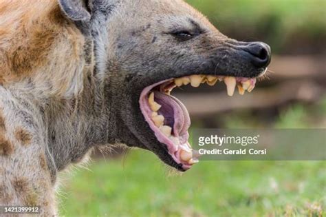 107 Hyena Teeth Stock Photos, High-Res Pictures, and Images - Getty Images