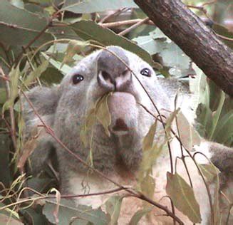 The Koalas' Diet & Digestion - Australian Koala Foundation