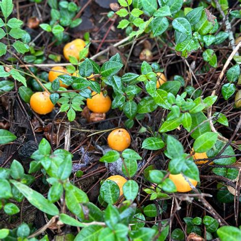 Foraging Pindo Palm Fruit | The Survival Gardener