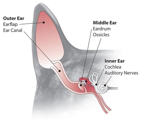 vestibular disease in cats home treatment - Chanda Thornburg