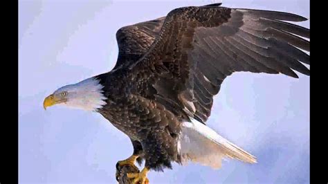barecorar - Wingspan Bald Eagle - Pictures - YouTube