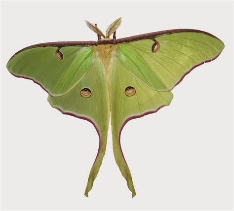 One species a day: Luna moth