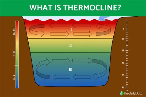 Thermocline - A Comprehensive Guide to Its Formation, Types, and Ecological Importance