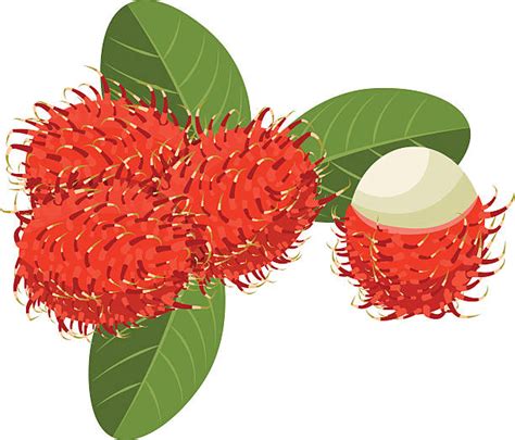 Best Rambutan Illustrations, Royalty-Free Vector Graphics & Clip Art ...