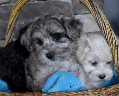 Hypoallergenic & Non Shedding Puppies for Sale - Illinois | DreamCatcher Hill Puppies