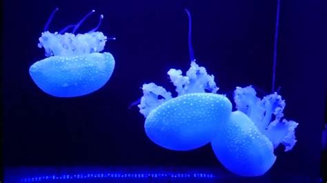 Japan's aquarium boasts of largest collection of jellyfish in the world - YouTube