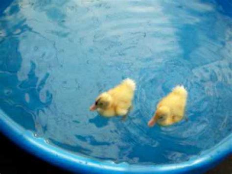 Baby ducks swimming - YouTube